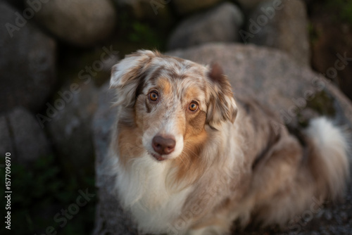 Fotografie An Australian Shepherd with red merle fur sits peacefully on a rock in a natural landscape