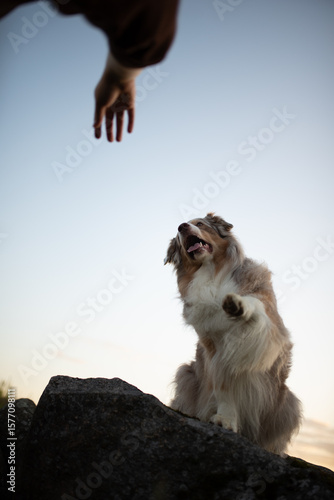 A red merle Australian Shepherd dog sitting on a rock raises its paw up towards a reaching hand. The background is a soft blue sky photo
