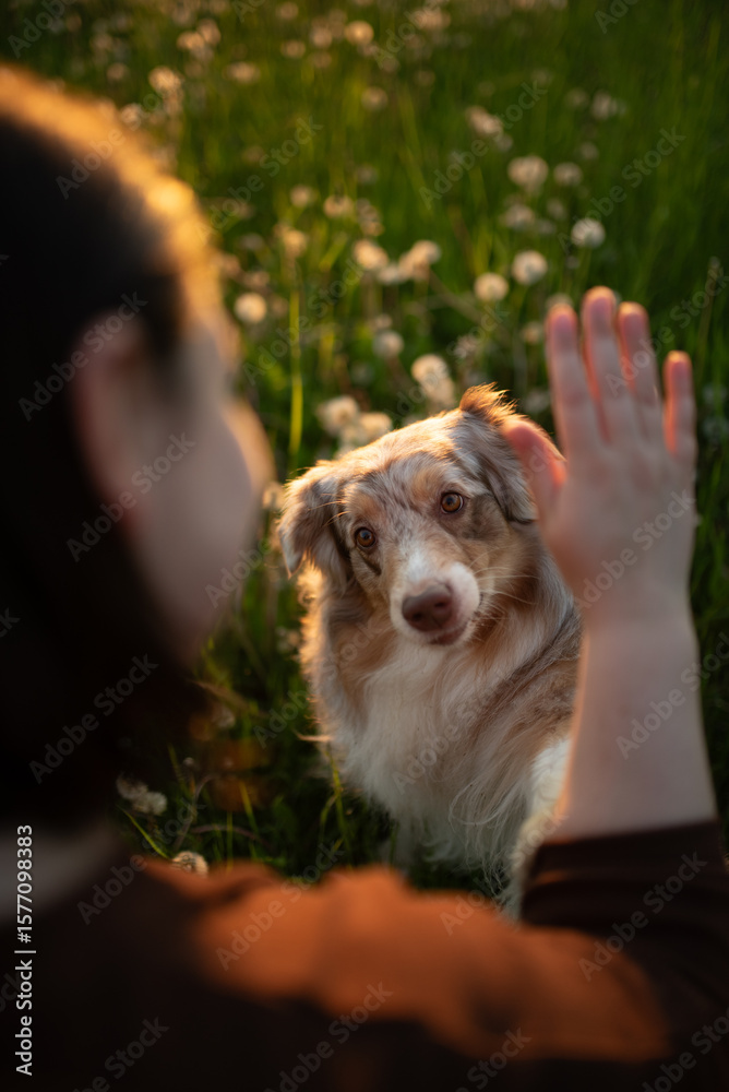 Obraz premium An Australian shepherd with red merle fur playfully interacts with a person in a field of grass. The dog seems very attentive, looking directly at the person during playtime