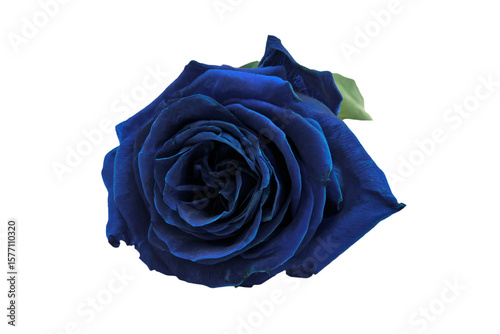 a blue rose with a green stem on a white background