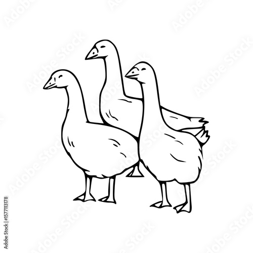farm animals: group of geese outline