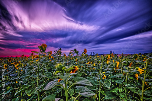Marcel, Hanke, Sonnenblume, Sonnenblumenfeld, ziehende Wolken, Sonnenuntergang, Sonnenaufgang, Zwickau, Langzeitbelichtung, Blumenfeld, feld, himmel, rote Sonne, Sommer, dunkle Wolken, Reinsdorf, gelb