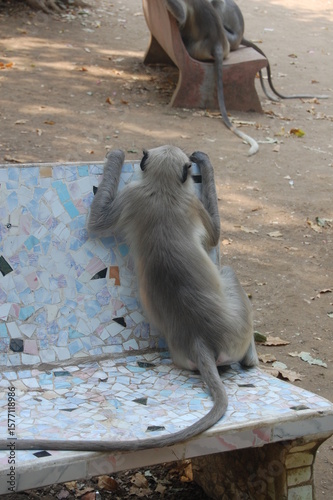 Photography monkey in moring
