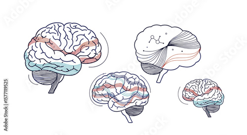 Illustrations of human brain anatomy showing different lobes and functional areas