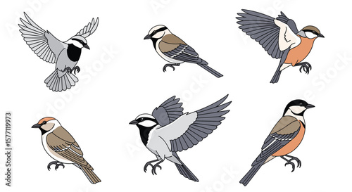 A collection of six diverse small feathered avian creatures in artistic renderings