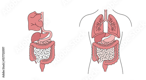 Anatomical representation of human digestive and respiratory systems and their organs