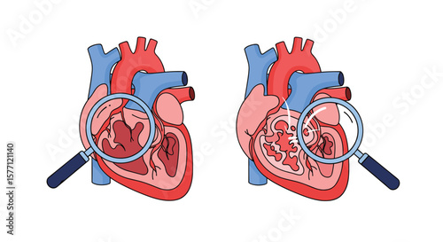 Examining the human heart anatomy and function through magnified views