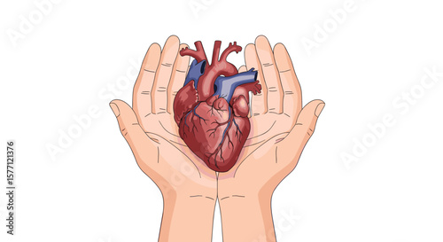 Caring hands gently holding a human heart a symbol of love health and life