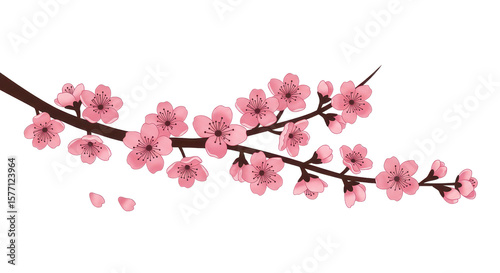 Cherry bloom in watercolor illustration, new year sakura branch