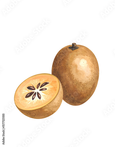 A watercolor of sapodilla fruit, showcasing its brown, wrinkled skin and juicy sweet flesh.