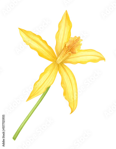 A watercolor of a yellow tacca palm flower with soft large petals and slender stem.