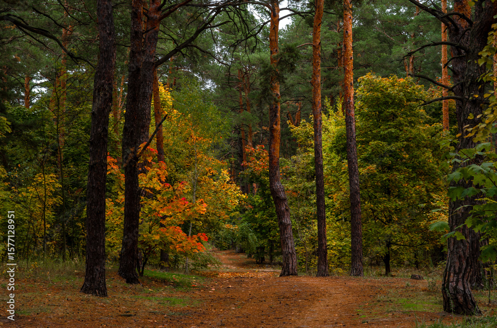 Fototapeta premium Walks in nature. Autumn colors in the forest. Beautiful nature.