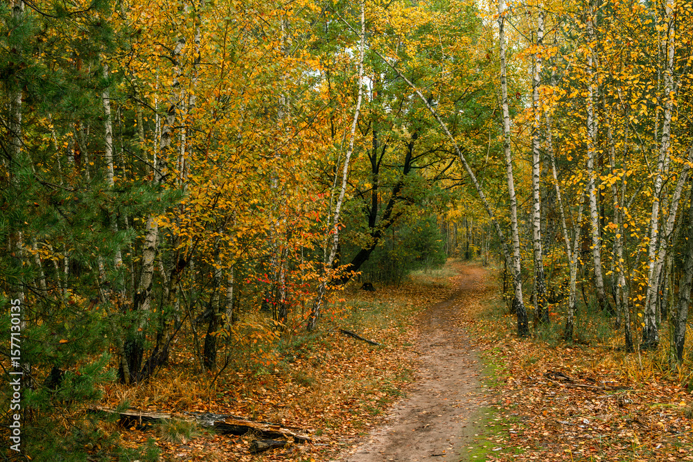 Obraz premium Walks in nature. Autumn colors in the forest. Beautiful nature.