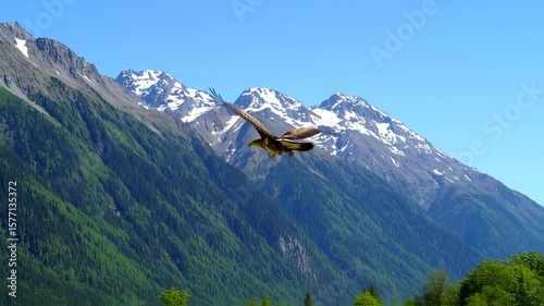 Soaring bird against a backdrop of snow-capped mountains