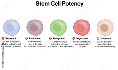 Stem Cell Potency Types – Totipotent to Unipotent Cells Vector Chart