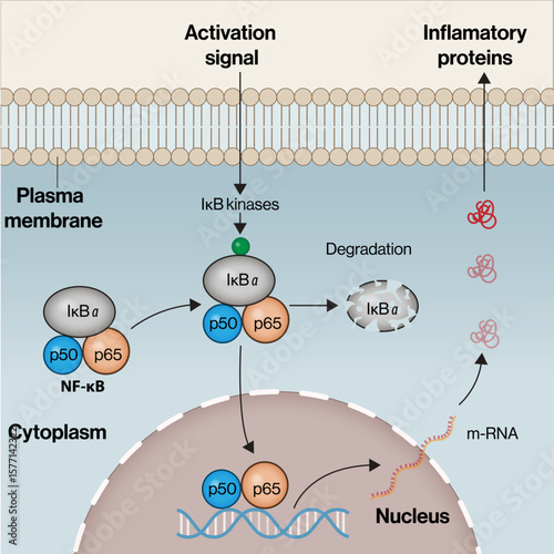 NF-κB Signaling Pathway – IκBα Degradation and Inflammatory Gene Expression Vector Illustration