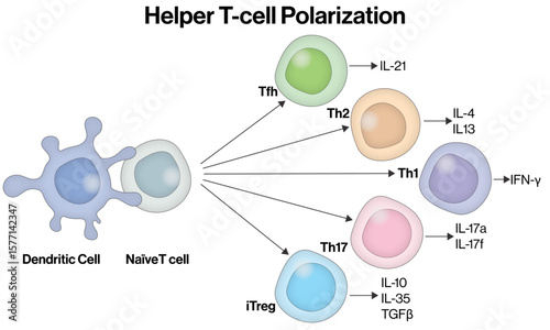 Helper T Cell Polarization – Vector Illustration of Naive T Cell Differentiation and Cytokine Profiles