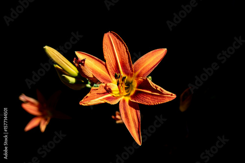 Orange sword lilly (gladiolus) close up shot under harsh sunlight.