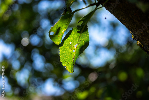 Sun shining through a sick plum fruit leaf at summertime.