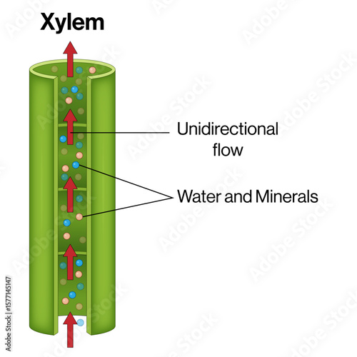 Xylem Transport in Plants – Unidirectional Flow of Water and Minerals Vector Illustration