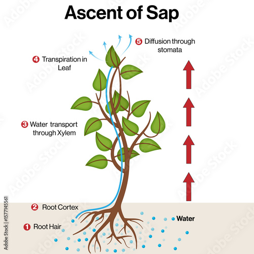 Ascent of Sap in Plants – Mechanism of Water Transport Vector Illustration