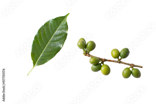 Wallpaper Mural a branch of coffee beans with green leaves Torontodigital.ca