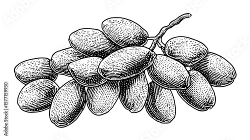 Cluster of raisins illustrated in vintage style with intricate details, isolated on transparent background