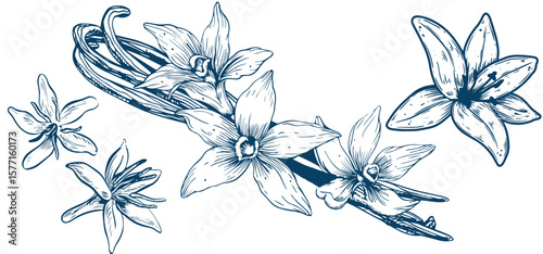 Vanilla flower isolated on the white background