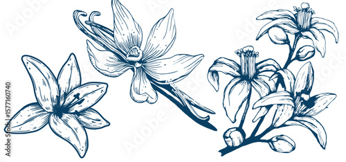 Vanilla flower isolated on the white background