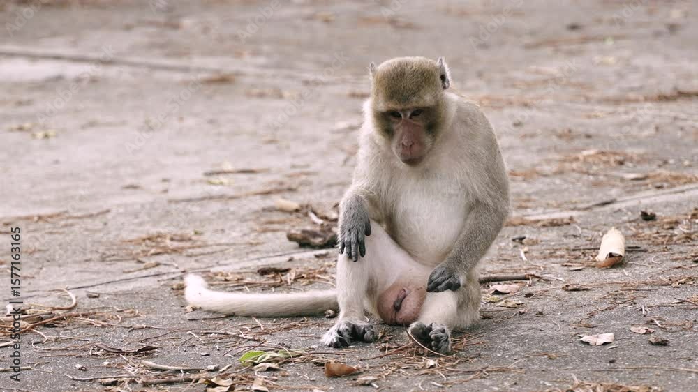 Wild monkey sitting alone on concrete road in relaxed position Wild monkey sitting alone on concrete road in relaxed position