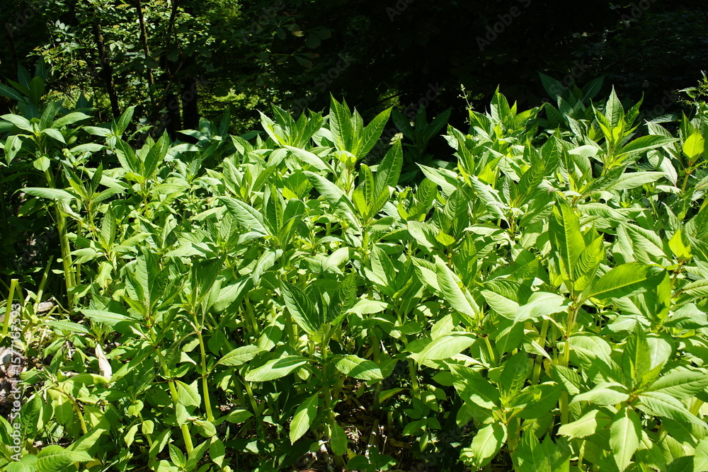 Naklejka premium Persicaria is a genus of plants in the knotweed family (Polygonaceae). The approximately 100 species are distributed throughout the temperate latitudes of the Northern Hemisphere. Styria, Austria. 
