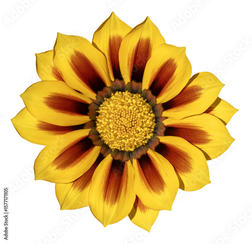 Foto Yellow gazania flower with brown gradient petals isolated on transparent background