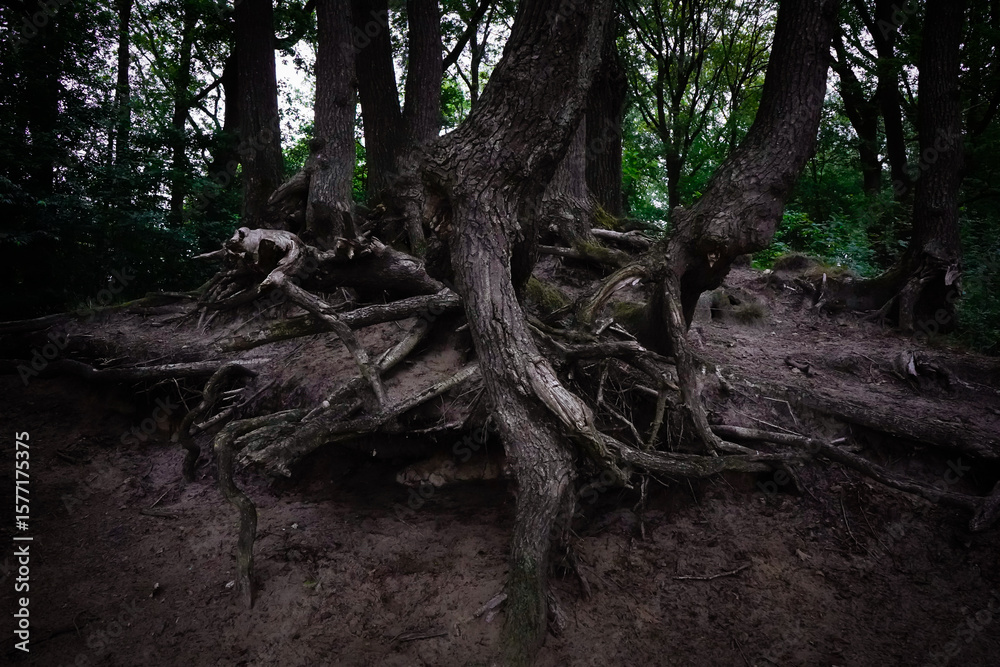 Obraz premium Large, exposed tree roots in the dense forest create a mystical picture at the Alhorner fish ponds in 26197 Großenkneten, Lower Saxony, Germany