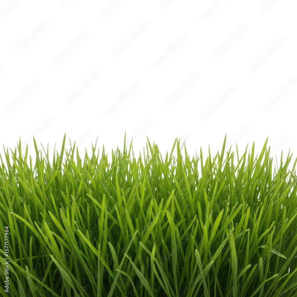 green grass isolated on white background green grass isolated on white background