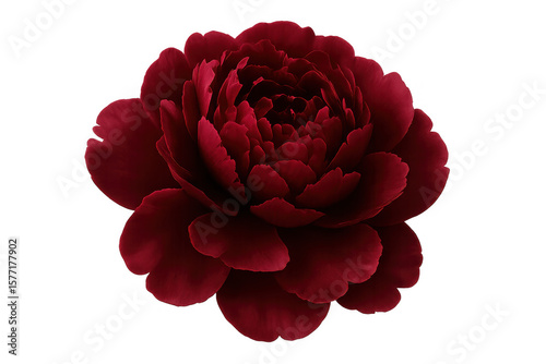 Fototapeta Naklejka Na Ścianę i Meble -  Vibrant red peony blossom, fully opened, floating against transparent backdrop, perfect for digital floral compositions