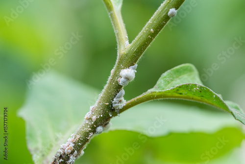 Macro fuzzy pests mealy bugs cover plant surface, multiplying rapidly in warm dry conditions. Greenhouse hazard, nutrient depletion, leaf drop risk, home gardening problem, persistent insect danger
