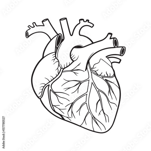 Anatomical heart illustration human heart anatomy