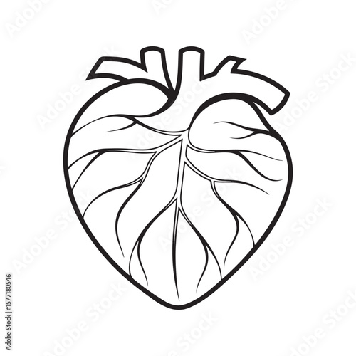 Anatomical Heart Outline human organ cardiology