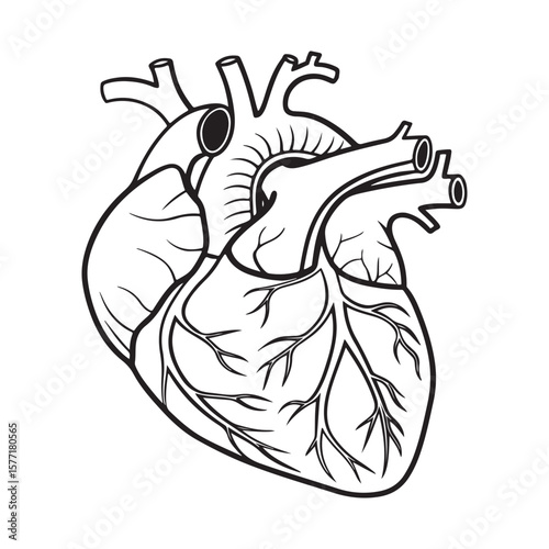 Anatomical human heart illustration anatomy organ