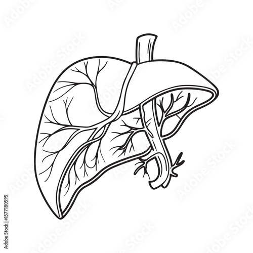 Anatomical human liver with blood vessels anatomy human organ