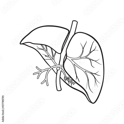 Anatomical Liver With Blood Vessels anatomy medical