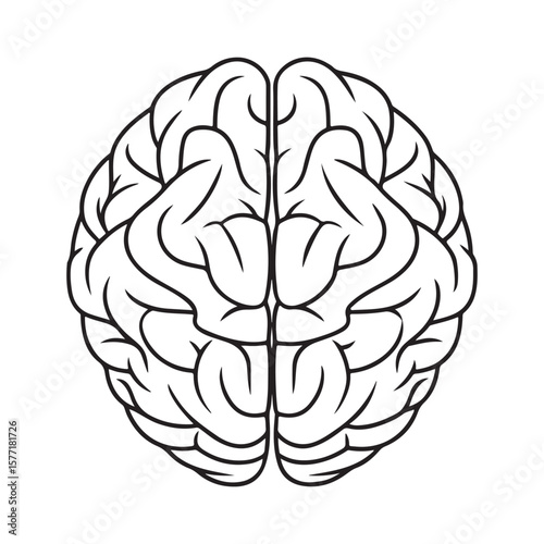 Human brain top view outline anatomy head
