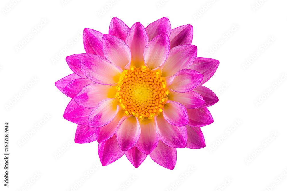 Obraz premium a purple flower with yellow center on a white background