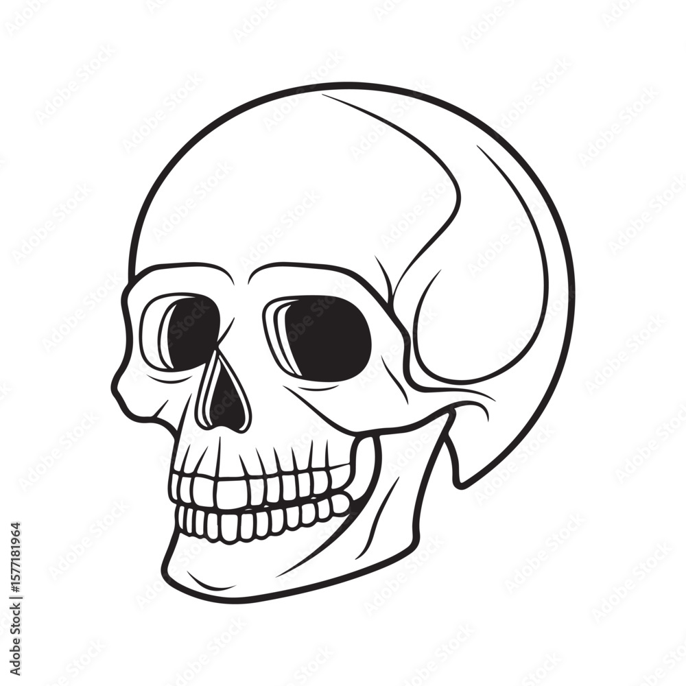 Fototapeta premium Human skull profile illustration head bone