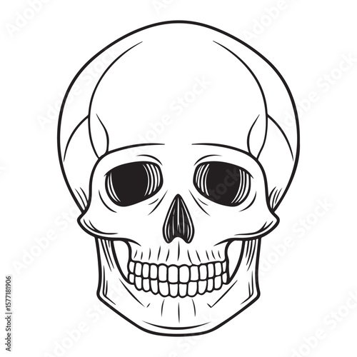 Human skull graphic illustration black and white