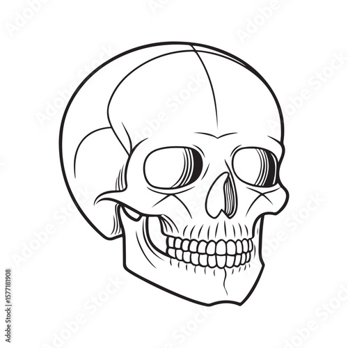 Human skull head outline bone anatomy