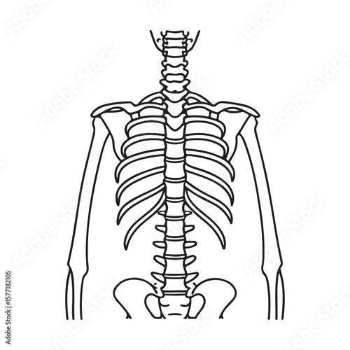 Human torso skeleton anatomy human skeleton rib cage