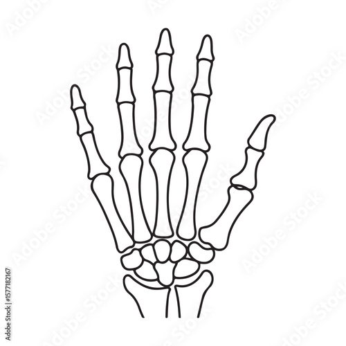 Skeletal hand bones anatomy fingers