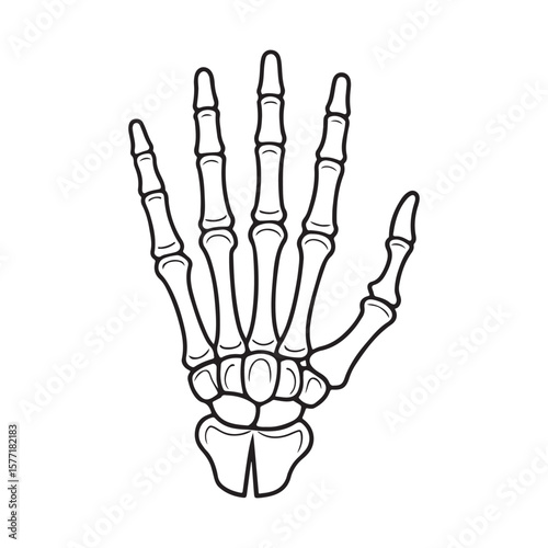 Skeletal hand bones anatomy human hand