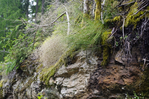 The wire hair grass (Avenella flexuosa), also known as the twisted hair grass, is a species of plant in the genus Avenella within the grass family Poaceae. Styria, Austria.
